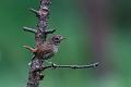 Gjerdesmett - Winter wren (Tryglodytes tryglodytes)